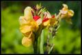 CRW_8504 Red and Yellow Flower